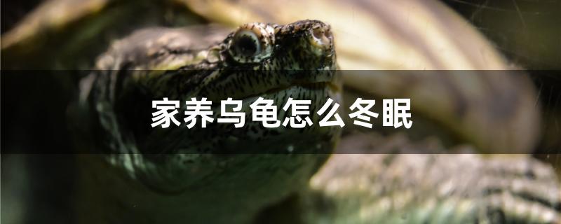 家養(yǎng)烏龜怎么冬眠