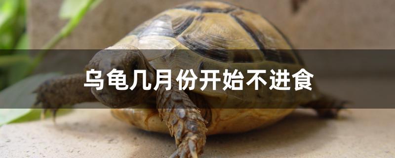 乌龟几月份开始不进食