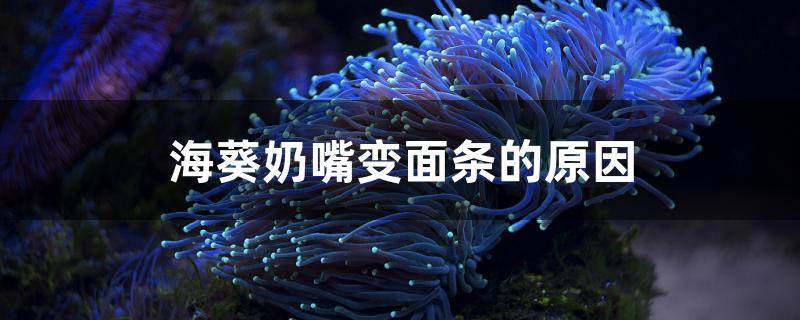 海葵奶嘴變面條的原因