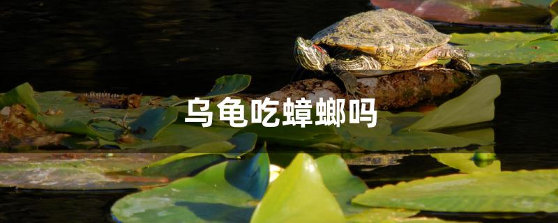 乌龟吃蟑螂吗 月光鸭嘴鱼