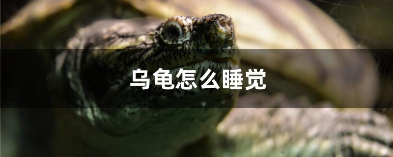 乌龟怎么睡觉