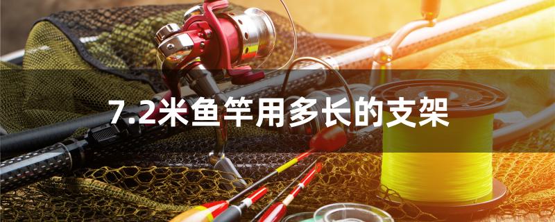 7.2米魚竿用多長的支架 綠皮辣椒小紅龍