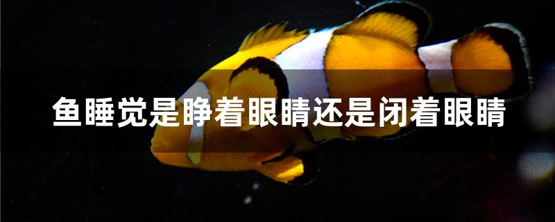 鱼睡觉是睁着眼睛还是闭着眼睛