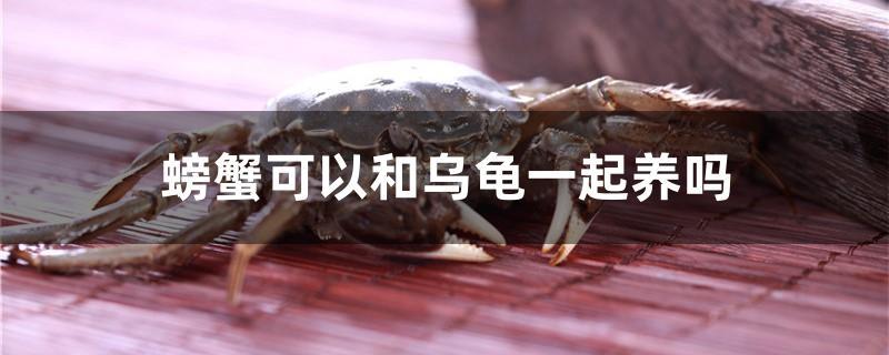 螃蟹可以和乌龟一起养吗