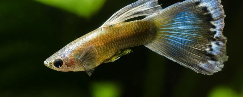 What reason is guppy burning tail, can self-healing