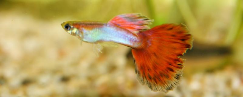 How can guppies raise bright colors when their tails grow to the maximum in a few months