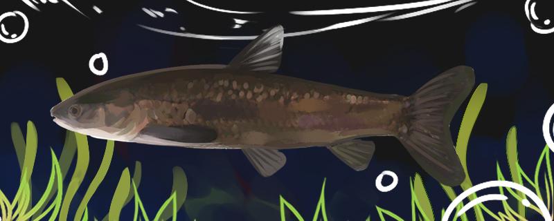 黒穴釣りの青魚の漂流調整の正しい方法とは何か、どんな餌を使うのが一番いいのか