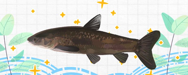 Can corn catch big herring? How to adjust drift