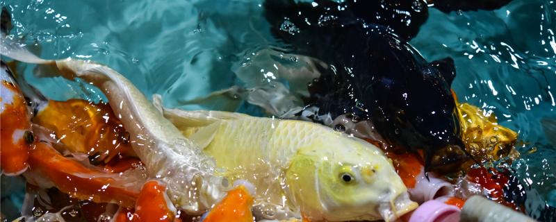 How much should be fed to brocade carp food, and what should we pay attention to when feeding brocade carp