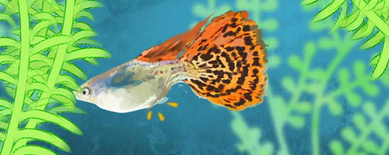 How long does it take for guppy to breed once, and how do you raise the small fish you breed