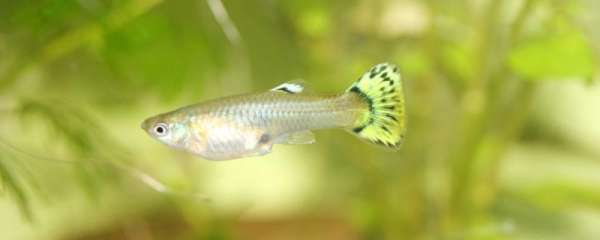 凤尾鱼是怎么受精繁殖的，生下的小鱼怎么养