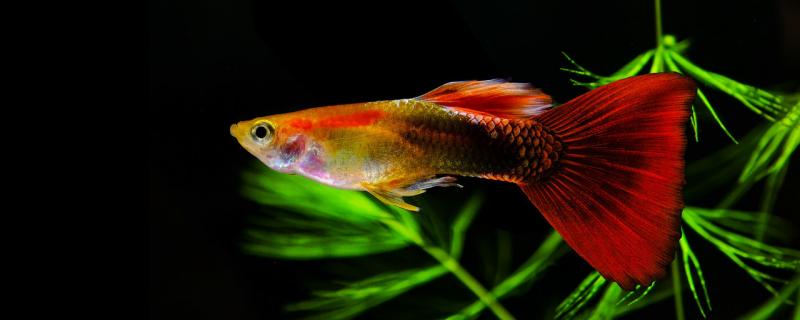 Guppy inbreeding will not have a problem, how to ensure the breed is pure