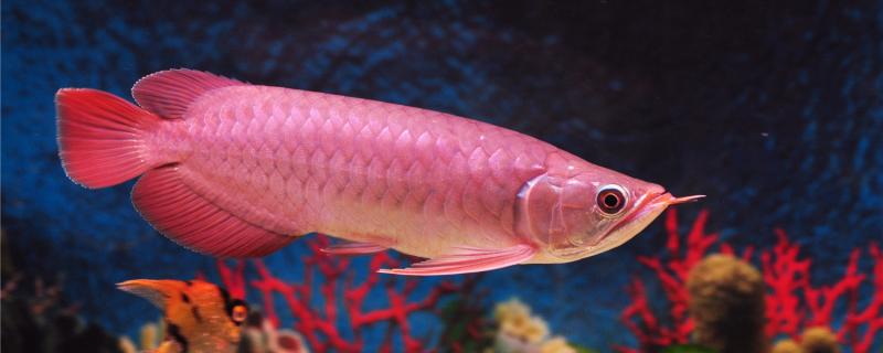 How big can Red Arowana grow in a month and how long is its life span