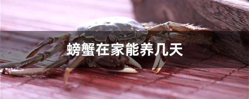 螃蟹在家能養(yǎng)幾天 大嘴鯨魚