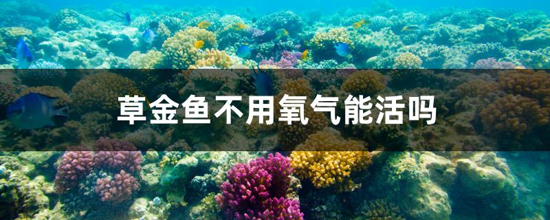 草金魚不用氧氣能活嗎