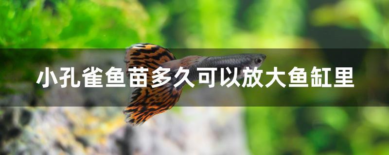 小孔雀魚苗多久可以放大魚缸里