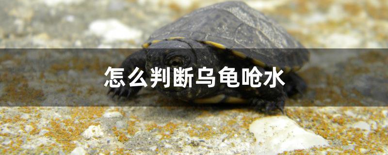 怎么判斷烏龜嗆水 白子黃化銀龍魚