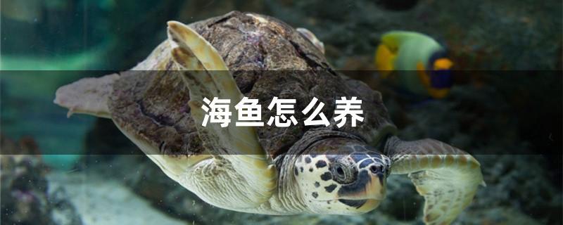 海鱼怎么养