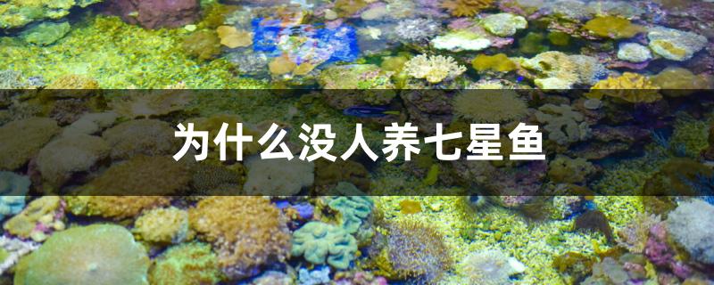 為什么沒人養(yǎng)七星魚 白子球鯊魚