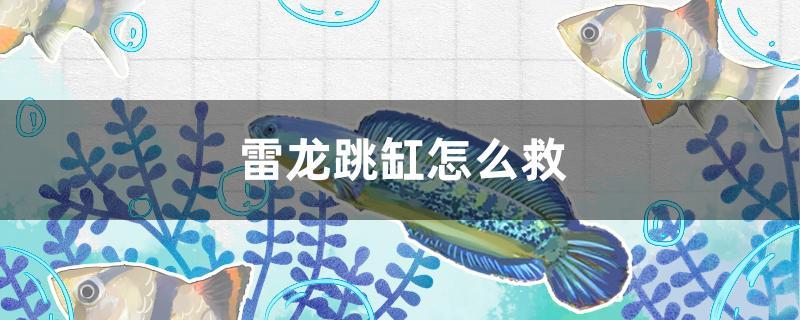 雷龙跳缸怎么救