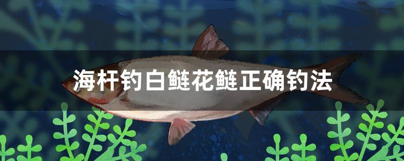 海桿釣白鰱花鰱正確釣法