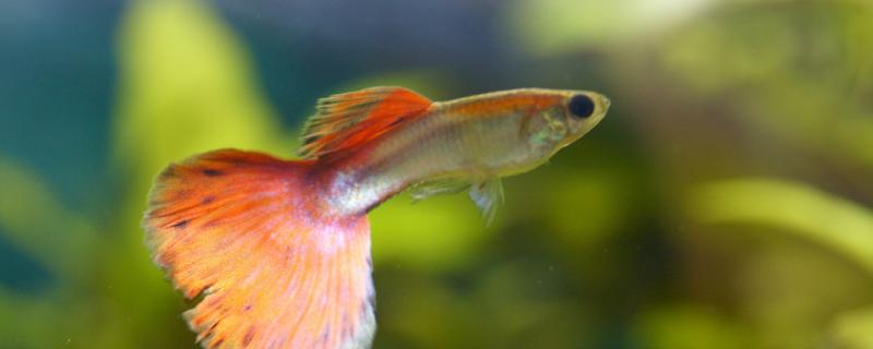 How long and how old does guppy start to develop color from small fish to adult fish