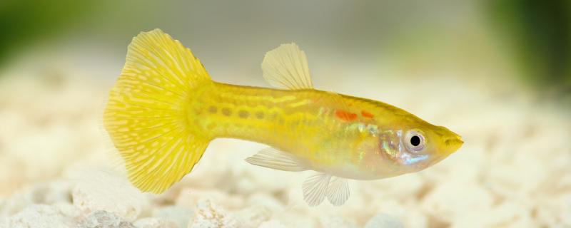 When is the female guppy fertilized and how long will it give birth after fertilization