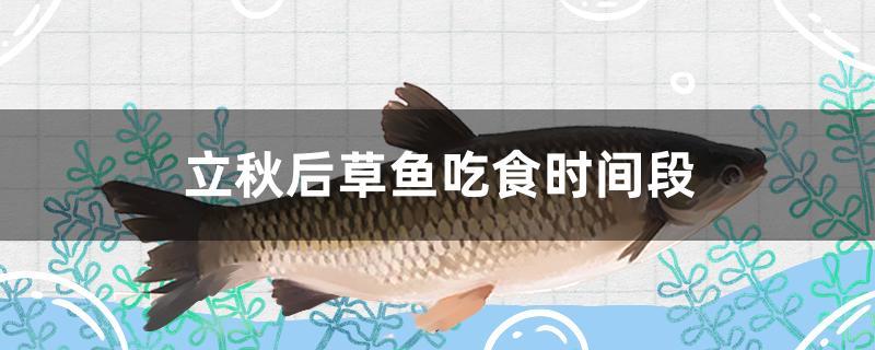 立秋后草魚吃食時(shí)間段 帝王迷宮