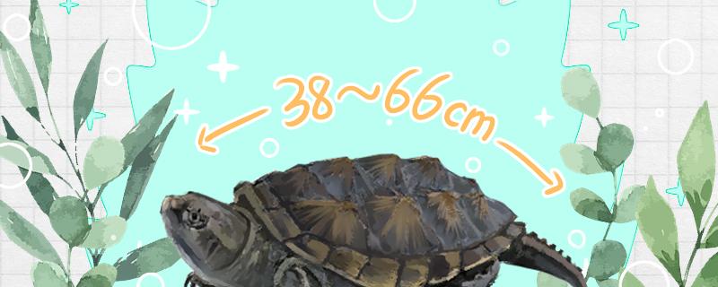 How big can domesticated Buddha crocodile turtles grow and how to raise them