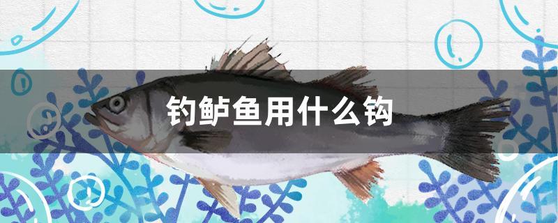 釣鱸魚用什么鉤 錦鯉池魚池建設(shè)