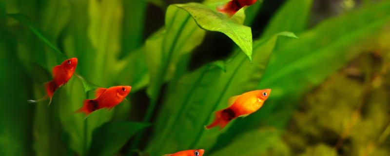 How many Mickey fish can be born at a time, and how to raise small fish