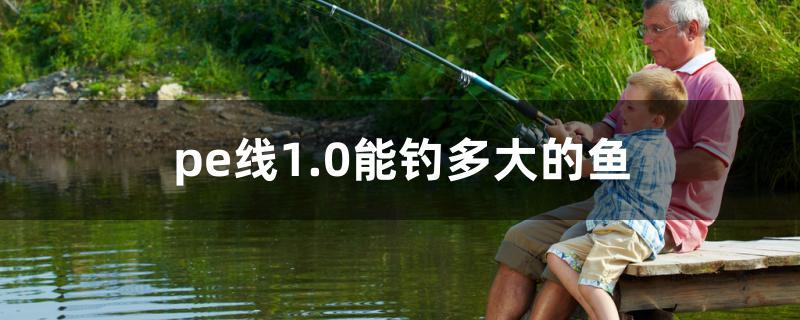 pe线1.0能钓多大的鱼