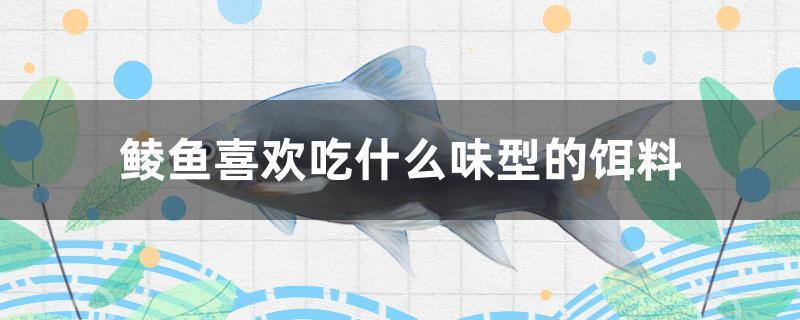 鲮鱼喜欢吃什么味型的饵料