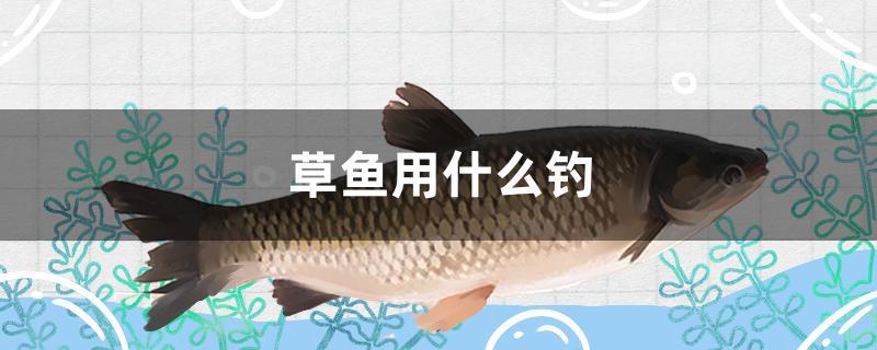 草魚用什么釣 垂釣樂園