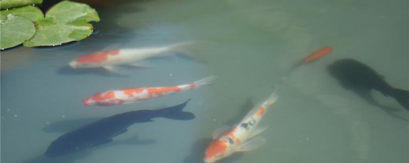 What is the fading of koi and how to make koi add color