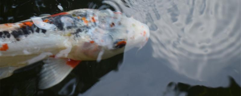 Can brocade carp rot body heal itself? Why can it rot body