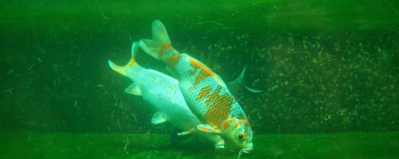 What does the novice of breeding brocade carp need to pay attention to and how does the novice raise brocade carp