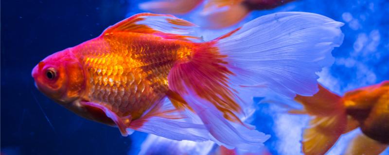 How the denominator of fish is male, and how the common ornamental fish are divided into male and female