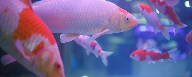 Why fish tank brocade carp so easy to die, fish tank can raise brocade carp