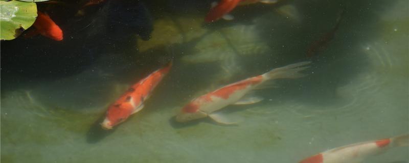 What should koi do and why should it lie prone