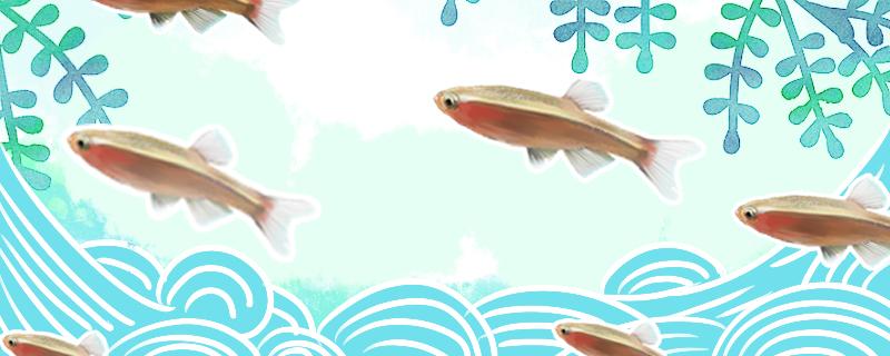 Which white cloud golden silk fish and medaka fish are easy to raise and how should they be raised