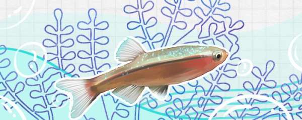 白云金丝鱼在草缸会自己繁殖吗，怎么繁殖
