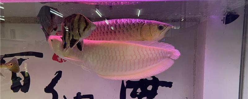 Arowana with what lamp is better, with what background is good