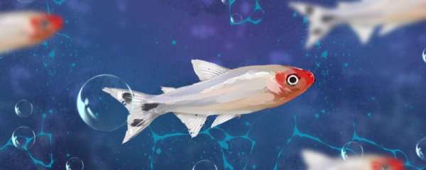 红鼻剪刀鱼最佳混养的鱼，红鼻剪刀鱼混养注意事项