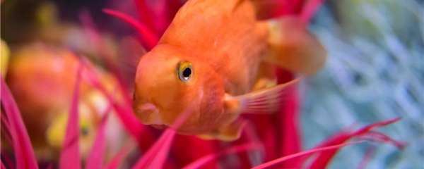 鹦鹉鱼生的卵多久能变成小鱼，小鱼怎么养