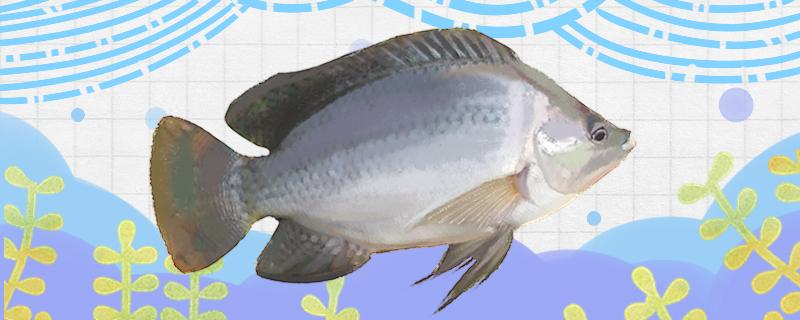 ティラピアは底を釣るのか浮くのか、どんなエサで釣るのか