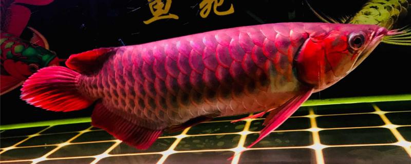 Red Arowana How to distinguish male and female, male and female can put together raise