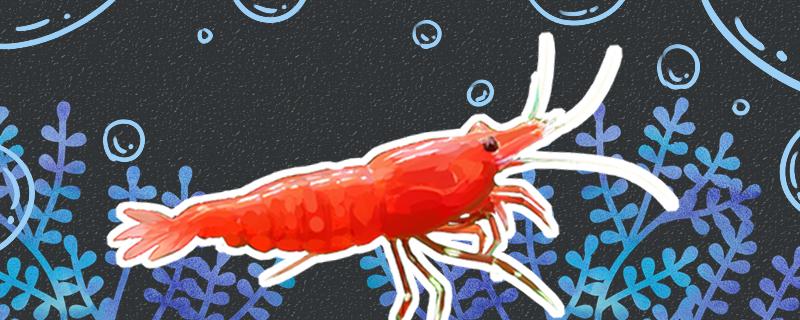 How many times do extremely hot shrimps breed in a year, and how to raise the bred shrimps
