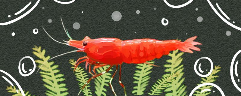 极火虾和樱花虾会繁殖吗，怎么繁殖