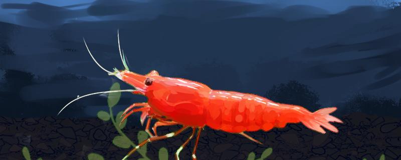How many shrimps are born at a time and how to improve the survival rate